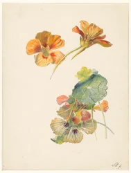 Study Sheet with Nasturtiums