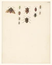 Study Sheet with Eleven Different Beetles