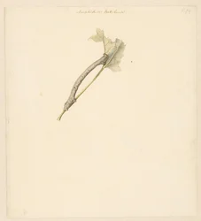 Study Sheet with Caterpillar, Amphidasis Betularia
