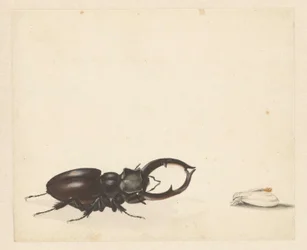Study Sheet with Stag Beetle and Newly Emerged Moth