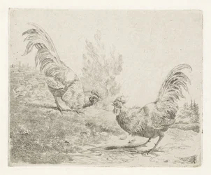 Two Fighting Roosters