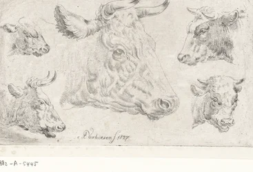 Five Heads of Cows