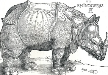 A Rhinoceros