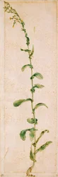 A Tobacco Plant