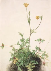 Buttercups, Red Clover and Plantain