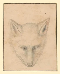 Fox Head, Front View