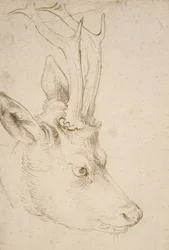Head of a Roebuck, 1503