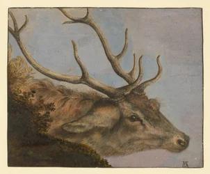 Deer Head