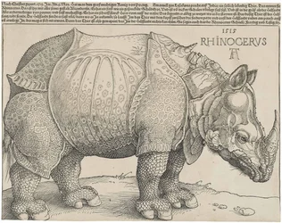 The Rhinoceros
