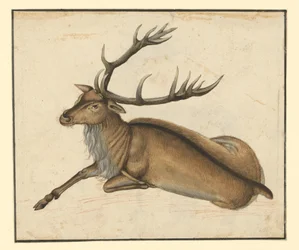 Reclining Stag, Facing Left
