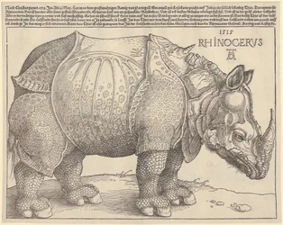 Rhinoceros