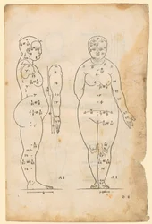 Side and Front View of the Woman of 7 Head Lengths (Type AI), Arm in Side View, from "Die Proportionenlehre"