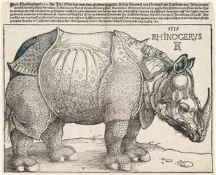 The Rhinoceros