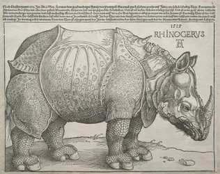 The Rhinoceros, 1515