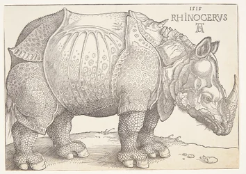 The rhinoceros