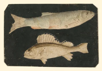 Two Fish One Above the Other (Trout and Knorrfish)