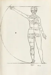 Female anatomical woodcut from 