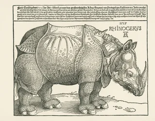 The Rhinoceros