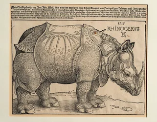 The Rhinoceros