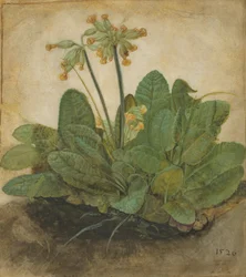 Tuft of Cowslips