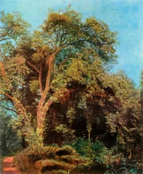 Tree in the Park