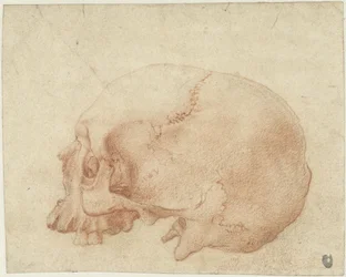 Study of a Skull
