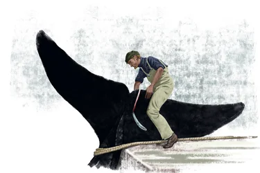 Whaleboat cutting off a whale
