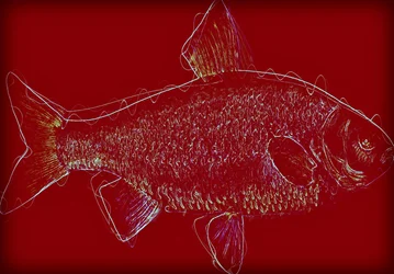 Fish V