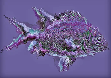 Fish in the water