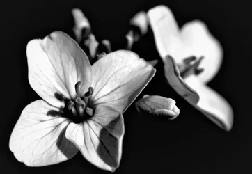 Natural composition