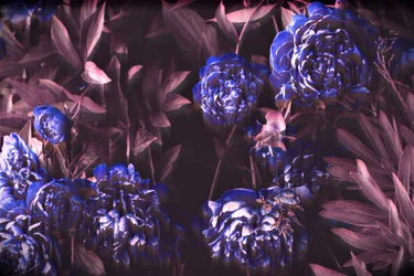 Blue Notes, 2019