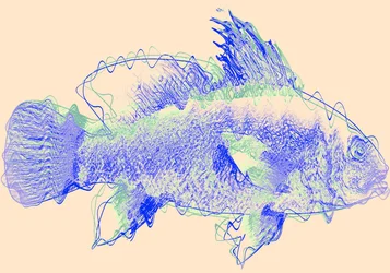 Fish IV