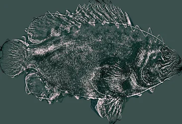 Fish in Green