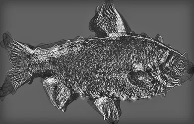 Fish in grey