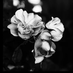 Three Flowers