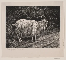A Billy Goat
