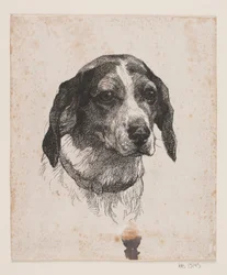 A Dog