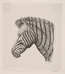 Head of a Zebra