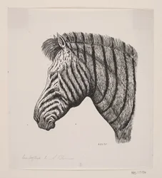 Head of a Zebra