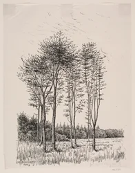 Sprouting Beeches