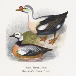 King Eider-Duck, Stellers Eider-Duck