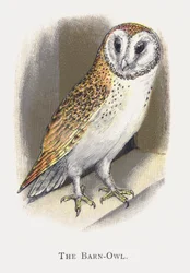 The Barn-Owl