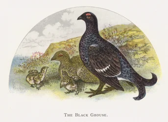 The Black Grouse
