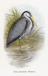 The Common Heron