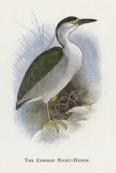 The Common Night-Heron