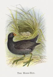 The Moor-Hen