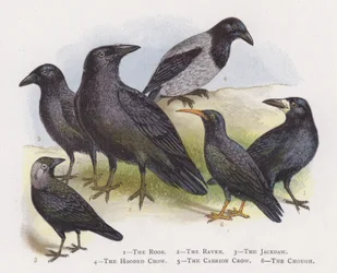The Rook, The Raven, The Jackdaw, The Hooded Crow, The Carrion Crow, The Chough