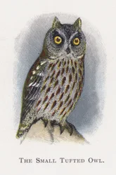 The Small Tufted Owl