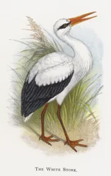 The White Stork