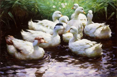 Ashore (Ducks)